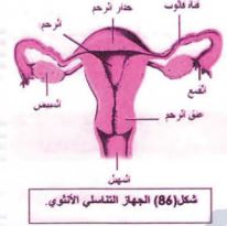 الجهاز التناسلي الأنثوي